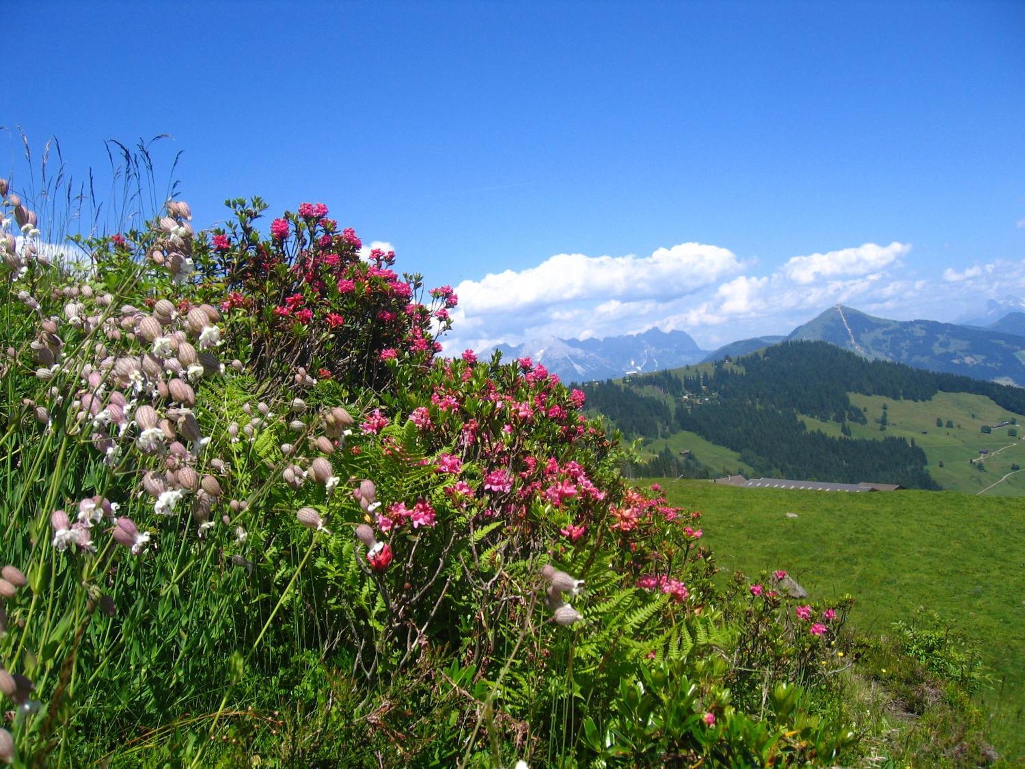 Haus Moosanger Daire Oberau Dış mekan fotoğraf